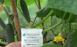 Pourquoi l'acide borique est utile pour les concombres et comment l'utiliser correctement