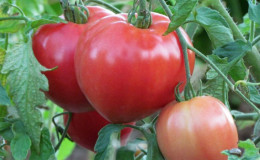 Une nouvelle variété qui a réussi à gagner le cœur des résidents d'été - la tomate 