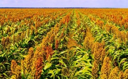 Qu'est-ce que l'herbe soudanaise, comment est-elle cultivée et où est-elle utilisée