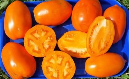 Assortiment de tomates 