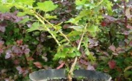 Tout sur la plantation d'une groseille à maquereau avec un système racinaire fermé et ouvert