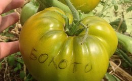 Une étonnante variété de tomates vertes - la tomate 