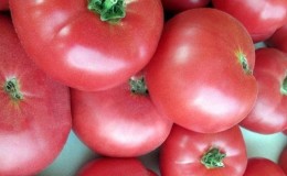 Avantages et secrets de la culture d'une tomate de mi-saison, résistante aux maladies et aux ravageurs 