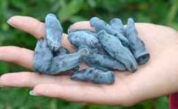 Chèvrefeuille Bakchar - caractéristiques, description, rendement