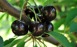 Fiable et adaptée à la culture dans les climats rigoureux, la variété de cerise noire Leningradskaya