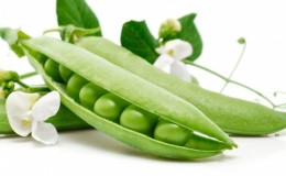 Caractéristiques biologiques des pois, les plus connues