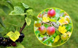 Pourquoi les feuilles de groseille à maquereau tombent-elles et comment y faire face