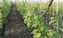 Instructions étape par étape pour planter des concombres dans le sol