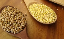 Quelle est la différence entre le millet et le blé et comment les utiliser en cuisine
