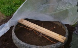 Instructions étape par étape: comment bien couvrir les raisins pour l'hiver