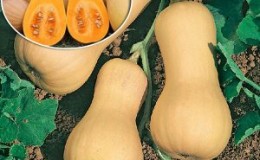 Nous cultivons sur notre site une 