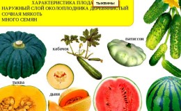La pastèque et le melon sont des baies ou non, et pourquoi