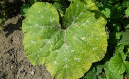 Pourquoi les feuilles de citrouille jaunissent-elles, que faire et comment éviter un problème