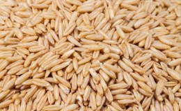 Propriétés et caractéristiques utiles de la culture de l'avoine nue