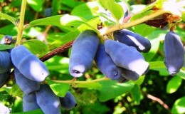 Variété de chèvrefeuille résistante au gel à haut rendement Moskovskaya 23