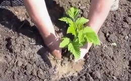 Instructions pour la plantation correcte de framboises en été pour les jardiniers débutants