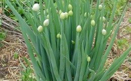 Comment faire pousser un oignon batun: plantation et entretien en plein champ avant l'hiver