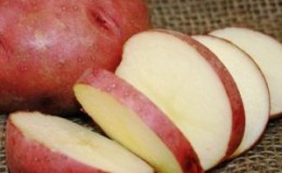 Pomme de terre Roco à haut rendement, idéale pour bouillir et cuire au four