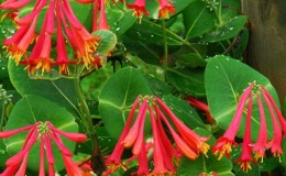 Description, culture et application de Brown's Honeysuckle Dropmore Scarlet