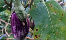 Que faire pour empêcher les feuilles d'aubergine de se dessécher et pourquoi elles se dessèchent et se fissurent