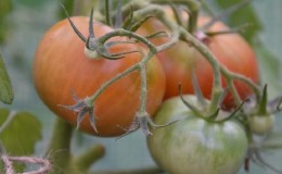 Instructions d'utilisation du HOM pour le traitement des tomates: nuances pour les sols ouverts et les serres, précautions