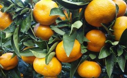 Qu'est-ce que le mandarin: d'où vient-il, comment et où il pousse