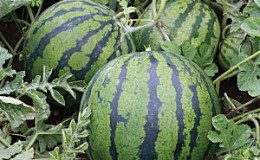 Comment planter et faire pousser correctement une pastèque