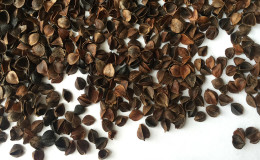 Les incroyables bienfaits des cosses de sarrasin dans le jardin