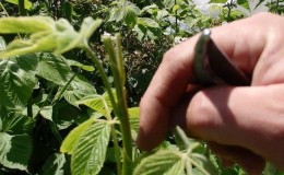 Comment pincer les framboises remontantes en été et cette procédure est-elle nécessaire