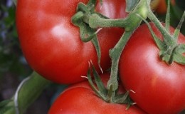 De merveilleuses tomates pour les serres et les foyers: la tomate 