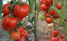 Quel rendement pouvez-vous attendre de la variété de tomates 