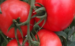 Une variété à gros fruits au goût agréable - la tomate Akulina et un guide étape par étape pour la cultiver