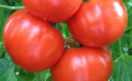 Tomate simple et sans tracas 