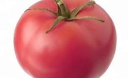 Variété de mi-saison avec fruits, comme sur la photo - Tomate 