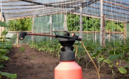 Nous nourrissons les concombres dans une serre pour une récolte riche: schémas et recettes