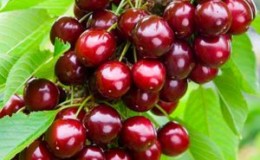 Une variété de cerises jeune, mais de plus en plus populaire parmi les jardiniers Revna