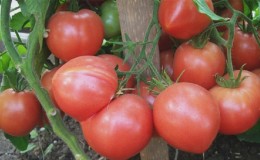 Les avantages de la tomate «Raspberry Empire» et comment la cultiver soi-même - un guide pratique