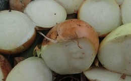 La variété d'oignon 