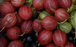 Variété de groseille mi-tardive Shershnevsky: avantages et inconvénients, caractéristiques de culture