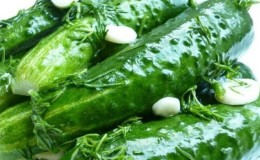 Délicieux concombres croustillants légèrement salés: comment cuisiner avec des cornichons froids