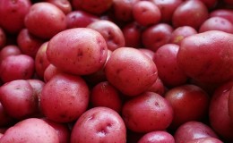 Variété de pomme de terre mûre précoce sans prétention 