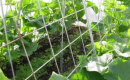 Instructions sur la façon d'attacher correctement les concombres dans une serre pour les jardiniers novices