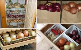 Méthodes et conditions de stockage des oignons après la récolte