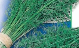 Les meilleures variétés d'aneth de brousse pour une riche récolte verte