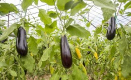 Une sélection des meilleures variétés d'aubergines pour une serre en polycarbonate