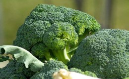 Guide étape par étape sur la façon de cultiver correctement le brocoli à la maison