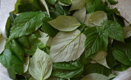 Comment fermenter les feuilles de framboise à la maison