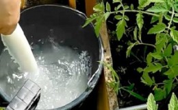 Comment utiliser le sérum de mildiou sur les tomates: nous combattons la maladie efficacement, rapidement et dans les limites d'un budget