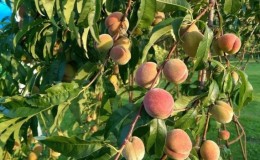 Quels soins de pêche sont nécessaires à l'automne pour se préparer au froid