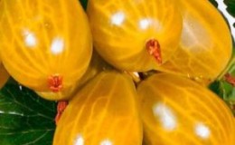 Variété de groseille douce résistante au gel Ambre